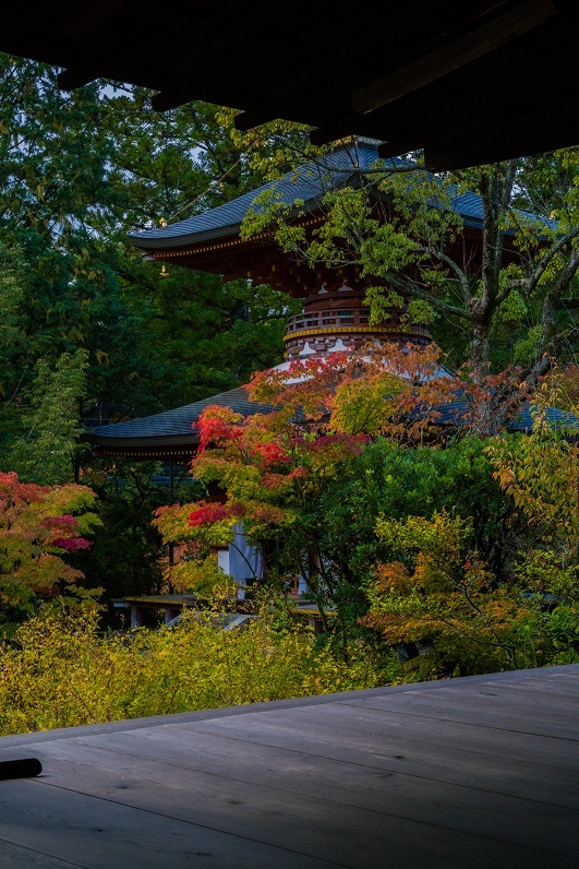 2019奈良紅葉~円成寺_e0363038_21342472.jpg