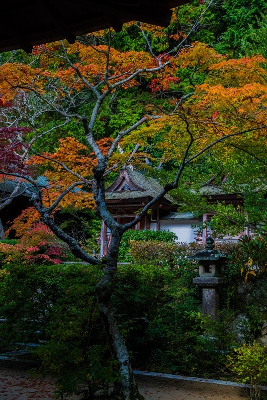 2019奈良紅葉~円成寺_e0363038_21343168.jpg