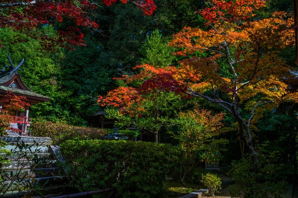 2019奈良紅葉~円成寺_e0363038_21343959.jpg