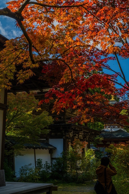 2019奈良紅葉~円成寺_e0363038_21344460.jpg