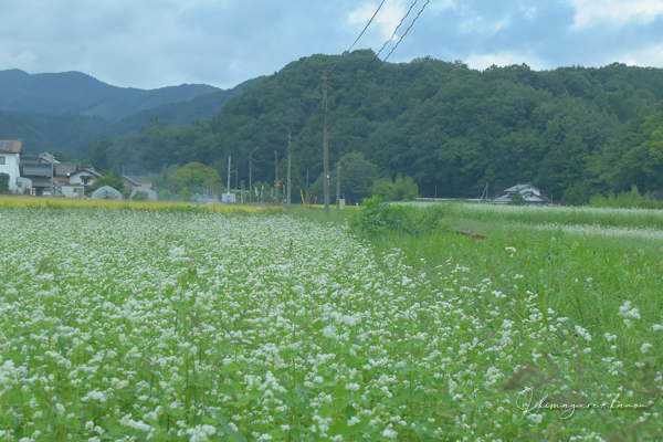 気になる帰り道_b0197639_21382915.jpg