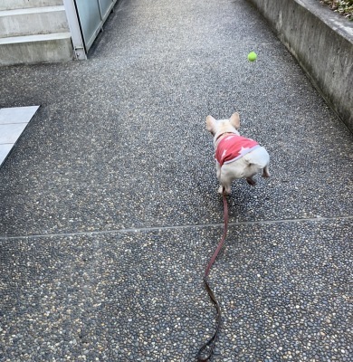 飛んで、飛んで〜。:里親さん募集中。フレンチブルドッグ。_f0372146_22593691.jpg