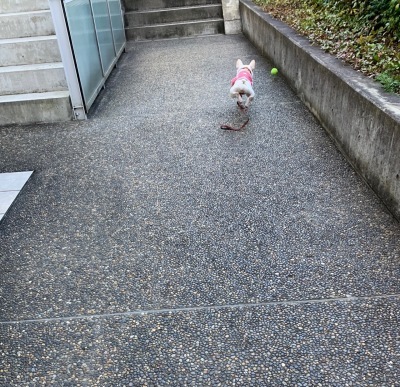 飛んで、飛んで〜。:里親さん募集中。フレンチブルドッグ。_f0372146_22594492.jpg