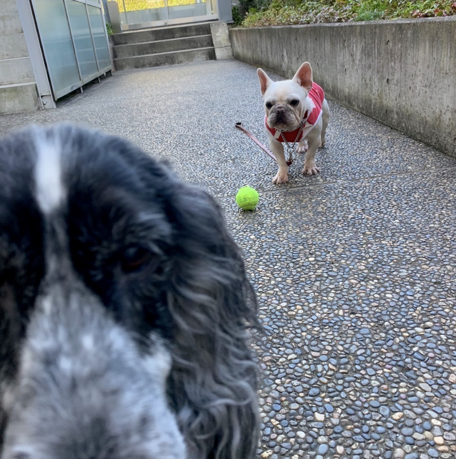 飛んで、飛んで〜。:里親さん募集中。フレンチブルドッグ。_f0372146_23005658.jpg