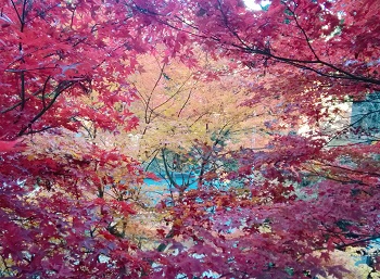 紅葉の榛名神社_a0061057_1123412.jpg