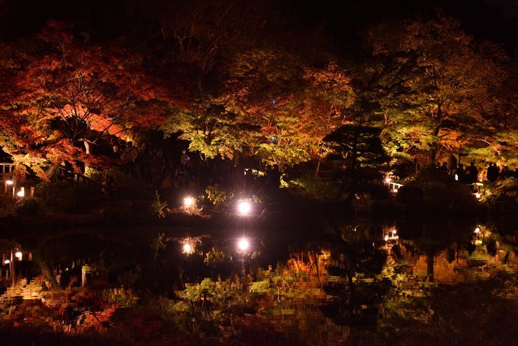 東山植物園　ライトアップ_e0170058_18330405.jpg