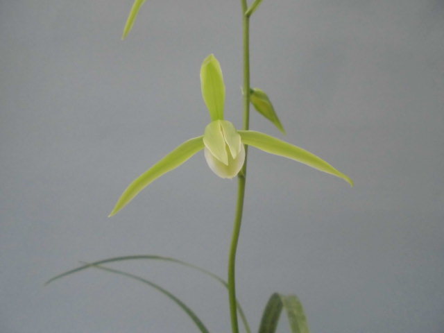 寒蘭 白妙 : DREAM GRASSES