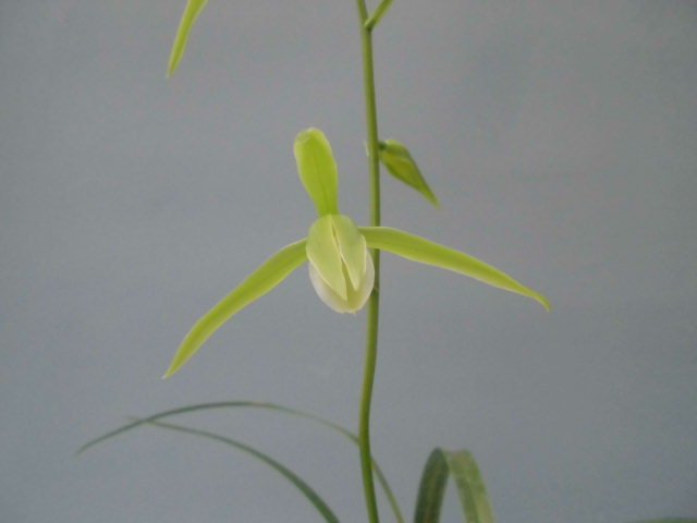 蘭遊園 寒蘭『白妙』花芽付き 春蘭 薩摩寒蘭 中国蘭 山野草 ラン