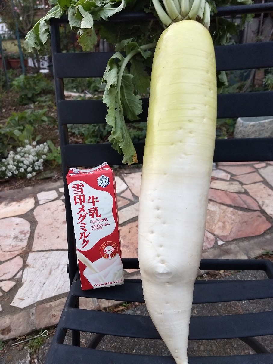 4 kg もある大きな大根..._e0356469_19110592.jpg