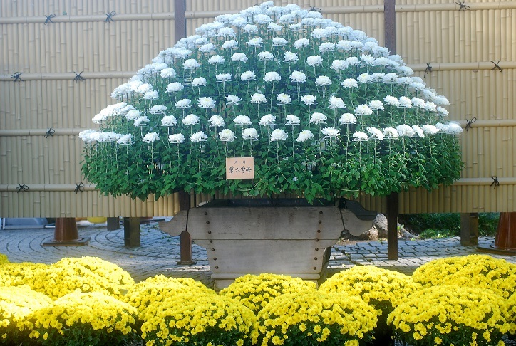 小春日の新宿御苑_c0187781_06065345.jpg