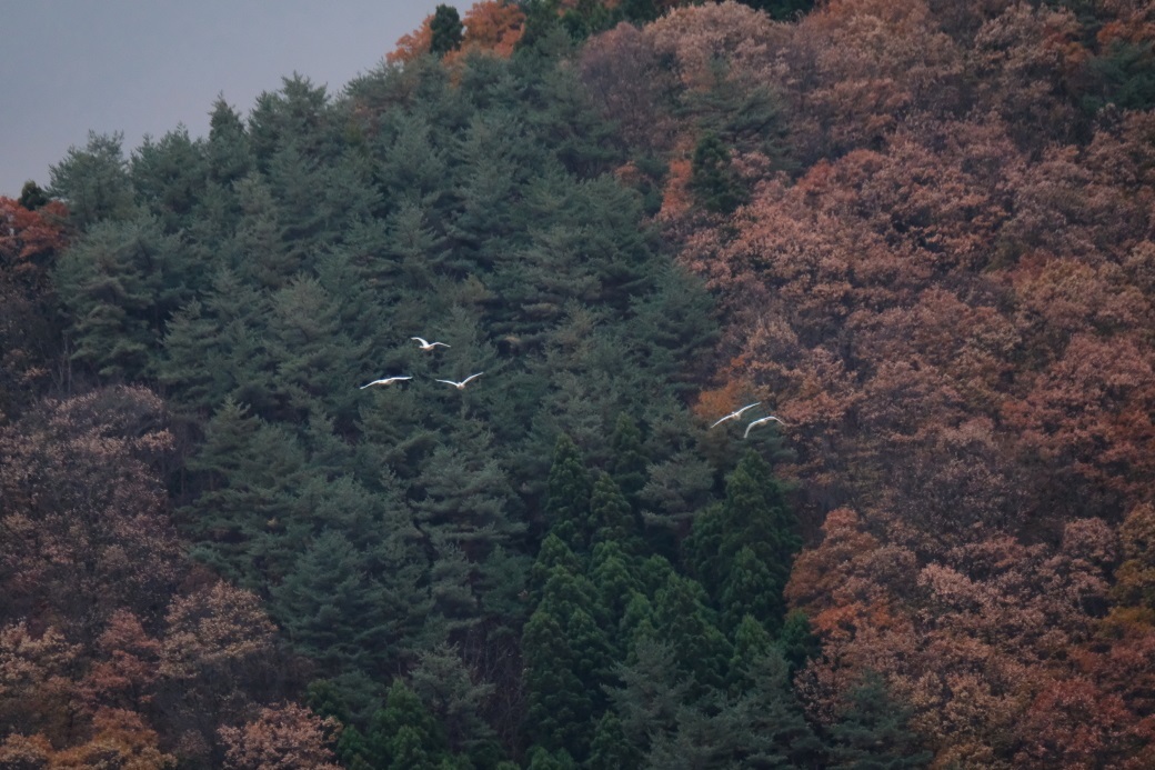 白鳥来たる！！　⓶　湖南町　２０１９・１１・１７_e0143883_05302173.jpg