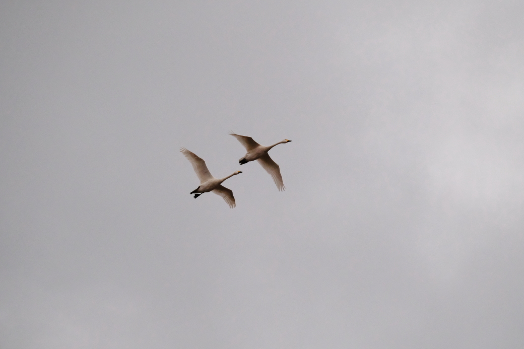 白鳥来たる！！　⓶　湖南町　２０１９・１１・１７_e0143883_05305244.jpg