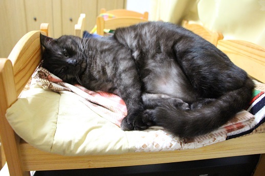 猫も人並みに_a0333195_22081956.jpg