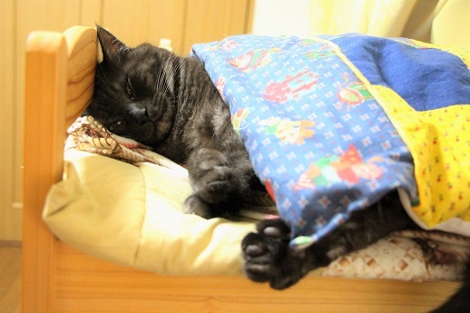 猫も人並みに_a0333195_22082749.jpg