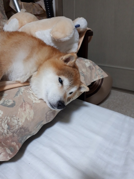 劣化したゴムパッキン 柴犬 ひろゆきと さもない毎日 週末自宅カフェ里音 りをん 一之江 笑い療法士のいるカフェ 趣味好房 織
