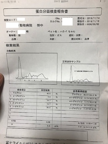 はくばくん退院して来ています_f0242002_15501594.jpg