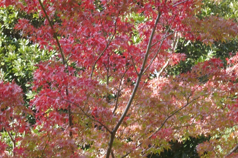 e0018604_20284431.jpg