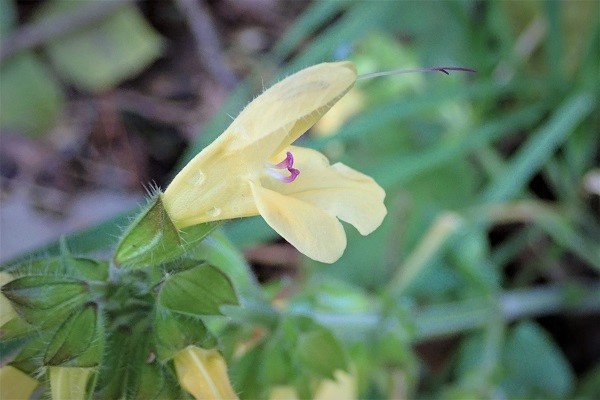 キバナアキギリ 黄花秋桐_e0398208_15422281.jpg