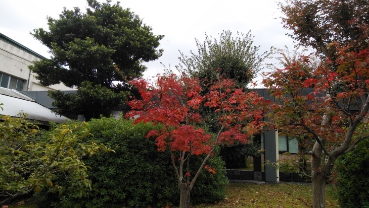モミジ ハナミズキの 紅葉 とアオギリ 黄葉 落葉樹の葉の色素 19 11 19 徳ちゃん便り モミジ ハナミズキの 紅葉 とアオギリ 黄葉 落葉樹の葉の色素 19 11 19 徳ちゃん便り