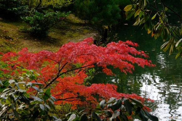 京都の旅 \'19 秋_e0000910_15124195.jpg