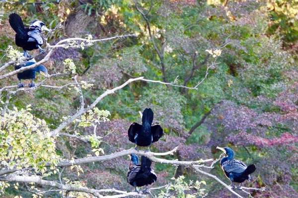 頭の白いカワウ（＝婚姻色）、胸の白いカワウ（＝幼鳥）_e0134713_2110083.jpg