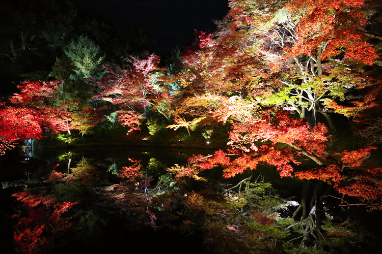 東山紅葉ライトアップ －高台寺（後編）－ _b0169330_7201585.jpg