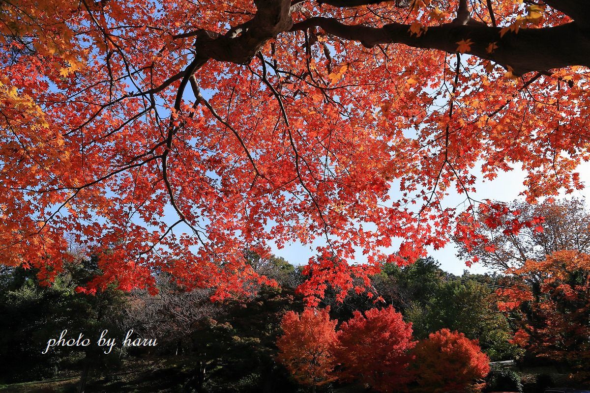 卯辰山の紅葉_f0297537_10370965.jpg