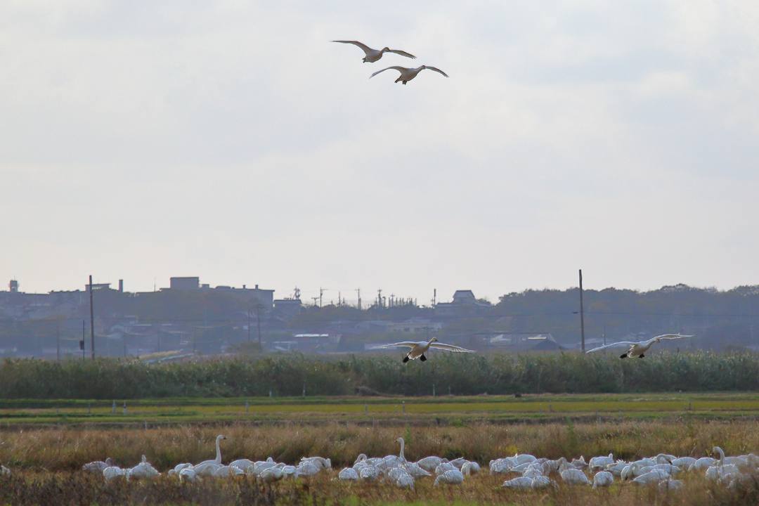 e0403850_20135016.jpg