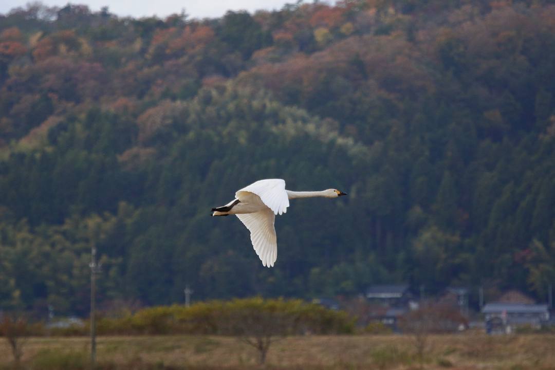白鳥総集編2019~2020 その3_e0403850_20140138.jpg