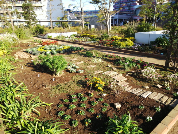 19年11月中旬のマンション花壇 ニッキーののんびり気まま暮らし