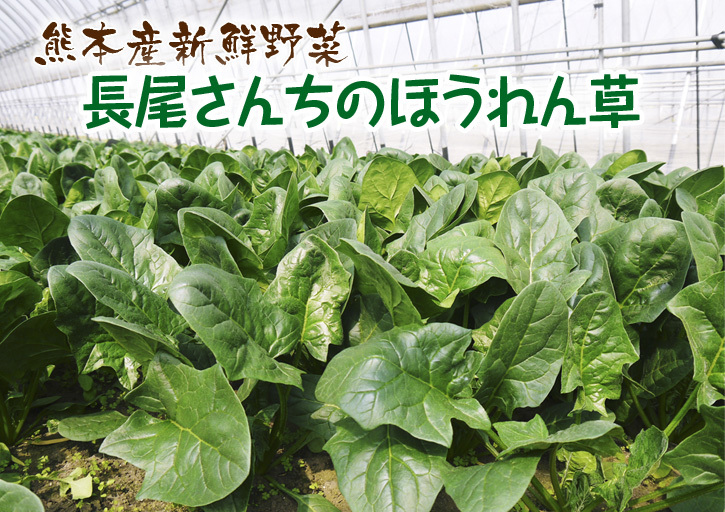 長尾ブランドの新鮮野菜！大人気の朝採りダイコンに続き、朝採りニンジン、朝採りほうれん草販売スタート！_a0254656_17273721.jpg