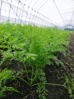 長尾ブランドの新鮮野菜!大人気の朝採りダイコンに続き、朝採りニンジン、朝採りほうれん草販売スタート!_a0254656_17390709.jpg