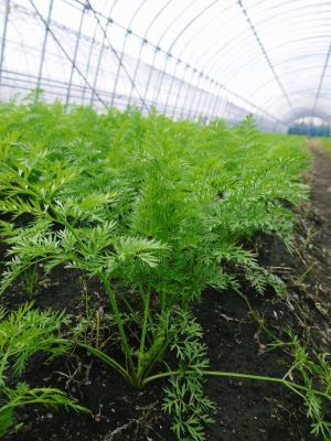 長尾ブランドの新鮮野菜！大人気の朝採りダイコンに続き、朝採りニンジン、朝採りほうれん草販売スタート！_a0254656_17390709.jpg