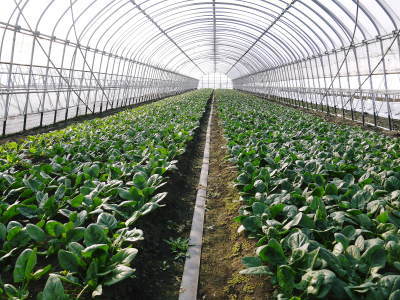 長尾ブランドの新鮮野菜!大人気の朝採りダイコンに続き、朝採りニンジン、朝採りほうれん草販売スタート!_a0254656_18105152.jpg