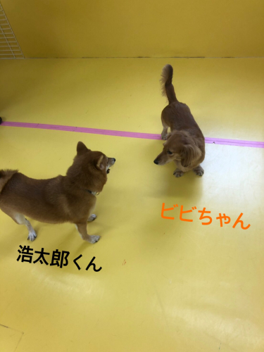 仲良し柴&ダックス_f0357682_23330245.jpg