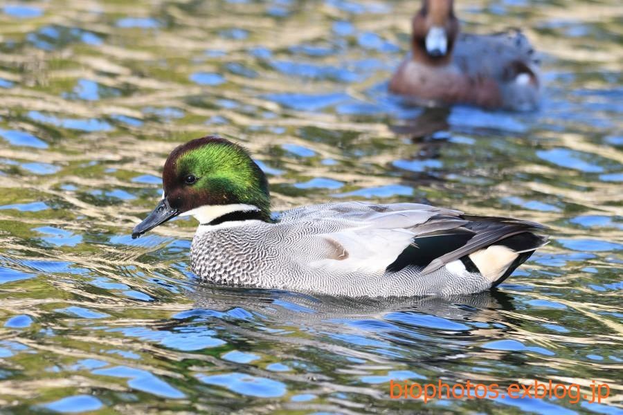 桃山公園のアメリカヒドリとヨシガモ　2019_b0290986_21222817.jpg