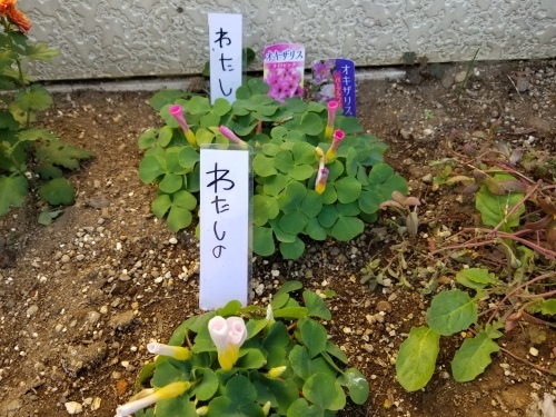 小春日和の銀座で音楽の玉手箱 「くろださんのいるところ」_e0016828_10480551.jpg