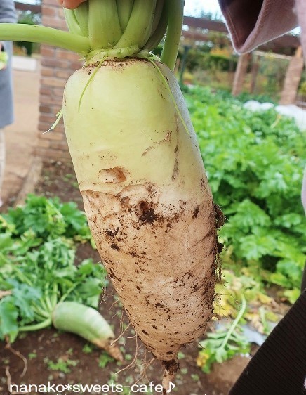 野菜の収穫体験_d0147030_22261315.jpg