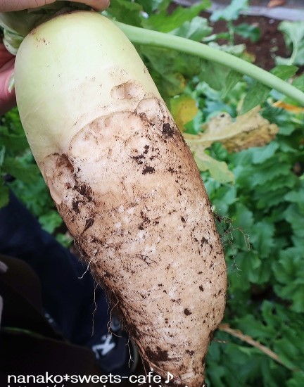 野菜の収穫体験_d0147030_22262031.jpg