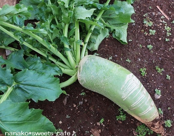 野菜の収穫体験_d0147030_22262891.jpg
