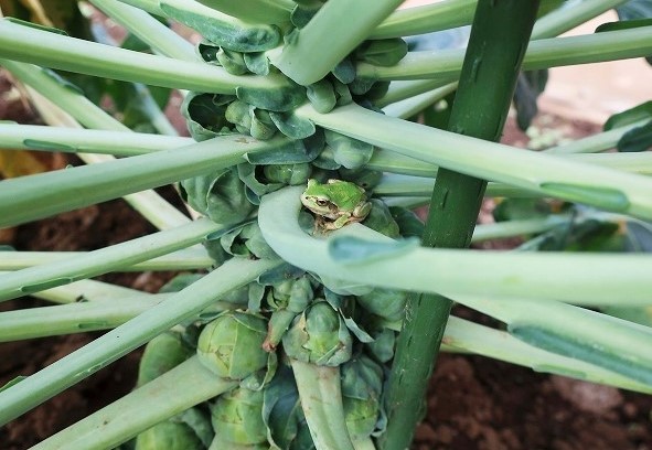 野菜の収穫体験_d0147030_22263344.jpg