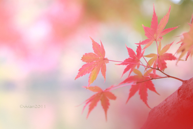 11月の初心者さん向け撮影会　～キラキラの紅葉を撮りましょう～_e0227942_21463578.jpg