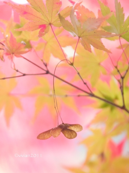11月の初心者さん向け撮影会 ~キラキラの紅葉を撮りましょう~_e0227942_21473496.jpg