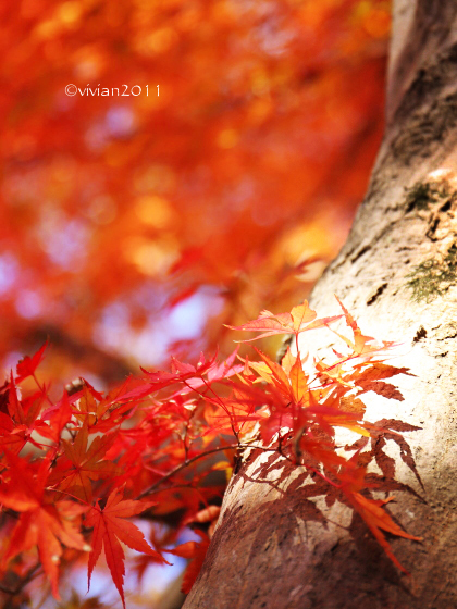 11月の初心者さん向け撮影会　～キラキラの紅葉を撮りましょう～_e0227942_21505662.jpg