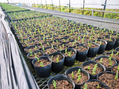 スナップエンドウ「シャキ甘“菊光”」 令和元年度の栽培スタート!年内の出荷に向け元気に芽吹き成長中!_a0254656_17145532.jpg