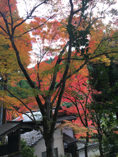 紙屋川ぞいをそぞろ歩く_f0363168_18581537.png