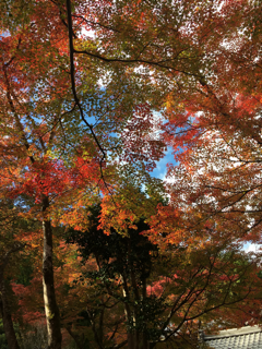 紙屋川ぞいをそぞろ歩く_f0363168_18582920.png