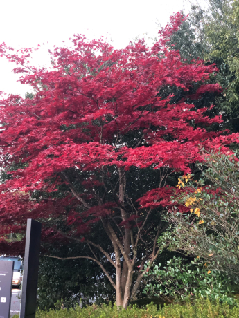 早朝紅葉狩りと梅ちゃんの事情_e0355177_15124244.jpg