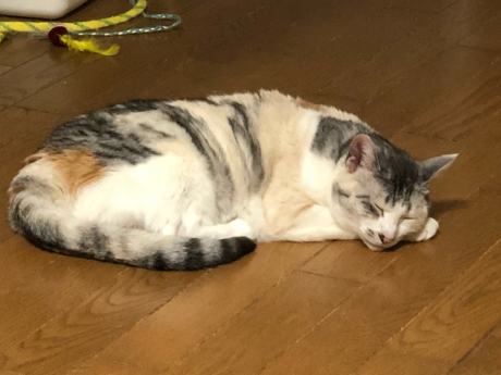 早朝紅葉狩りと梅ちゃんの事情_e0355177_15153817.jpg