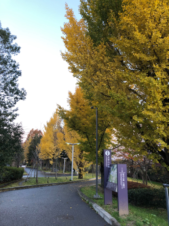 早朝紅葉狩りと梅ちゃんの事情_e0355177_15154233.jpg